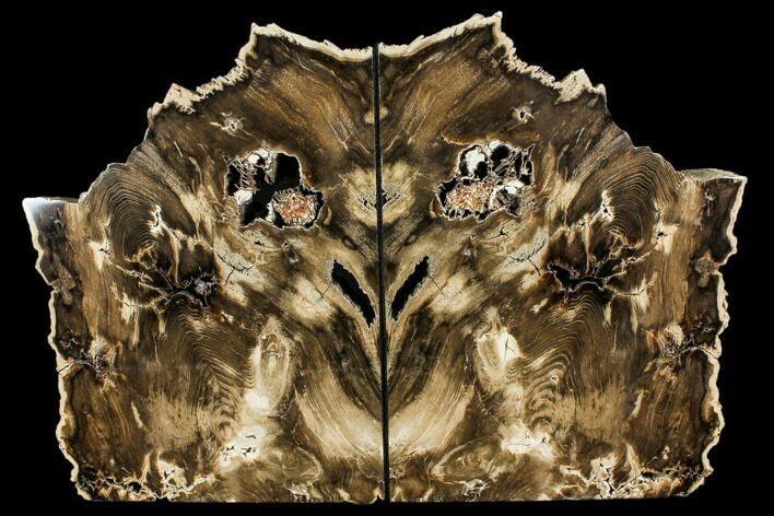 Petrified Wood Bookends - Oregon #112019